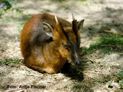 Foto Muntjak (Jungbock im Liegen)